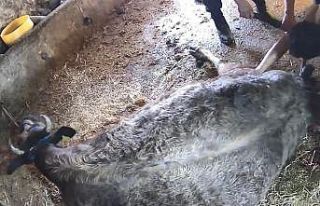 Doğum yapmakta zorlanan ineği sezaryen yapan S.T.’den...