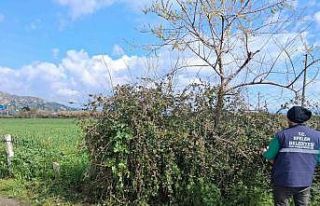 Efeler’in yeşil alanlarında temizlik çalışması...