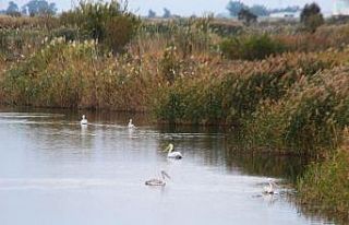 EKODOSD Başkanı Sürücü: "Söke Ovası antik...