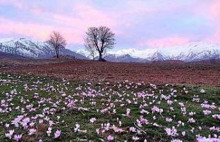 Elazığ’da baharın habercisi çiğdemler erken...