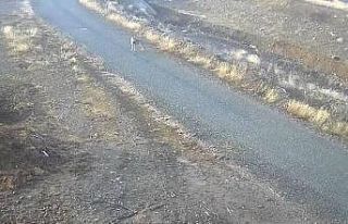 Elazığ’da mezraya inen kurt görüntülendi