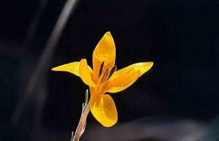 Endemik çiçekler Çameli’nde baharı müjdeliyor