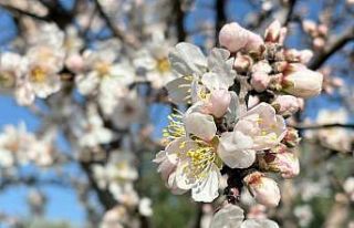 Erken çiçek açan badem ağaçları üreticiyi tedirgin...