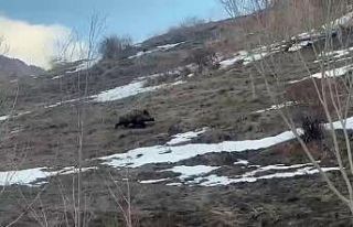 Erzurum’da yavru yaban domuzu sürüsünü arıyor