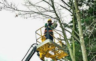 Esenyurt’ta bahar hazırlıkları başladı: Ağaçlar...