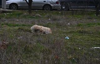 Eskişehir’de toplanmayan başıboş köpekler tedirgin...