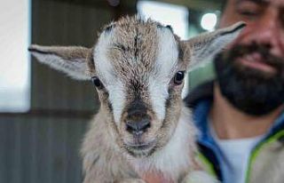 Evcil hayvanlara yeni alternatif: Kedi köpeğin yerini...