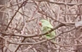 Evden kaçan papağan 2,5 yıldır doğada yaşıyor