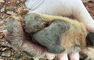 Fethiye’de aracın çarptığı kurt bilim projesine...