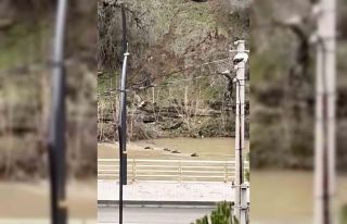 Filyos Çayı’nı yüzerek geçen yaban domuzları...