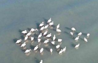 Flamingolar bu yıl da Van’dan göç etmedi