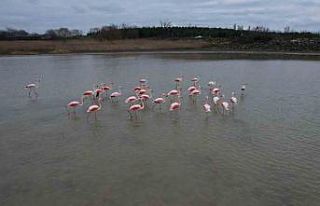 Flamingolar Büyükçekmece Gölü’nde görüntülendi