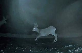 Ganos’ta doğanın neşesi karacalar görüntülendi