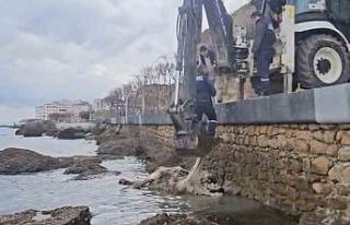 Gelibolu’da ölü inek sahile vurdu