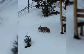 Gümüşhane’de bir evin bahçesinde vaşak görüntülendi