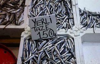 Hamsi bu defa şaşırttı: Tezgahlar yeniden şenlendi