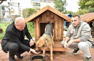 Hayırseverlerden 8 adet köpek ve 50 adet kedi kulübesi