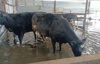 Hayvan damları sular altında kaldı, hayvanlar tahliye...