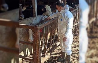 Hayvan sağlığı güvence altına alınıyor