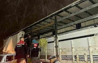 Hayvanlar aç kalmasın diye imdada yetiştiler