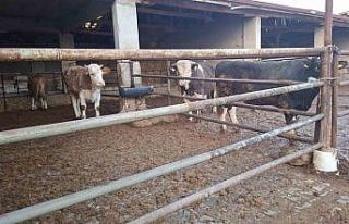 Hisarcık’ta şap karantinası kaldırıldı