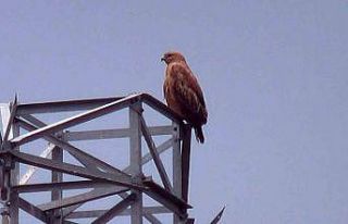 Iğdır’da Kızıl Şahin görüntülendi