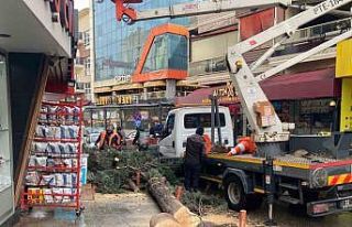 Isparta’da fırtına ağacı kökünden söktü