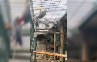 İstanbul Havalimanı’nda 20 adet Afrika gri papağanı...