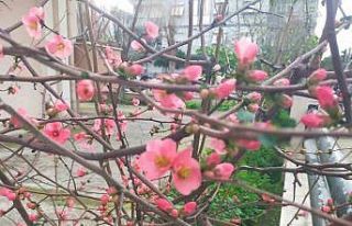 İzmir’de ayva çiçek açtı