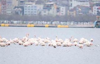 İzmit Körfezi’nin zarif misafirleri şenlikte...