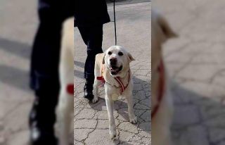 Jandarmanın hassas burnu "Medyum" 10 yıllık...