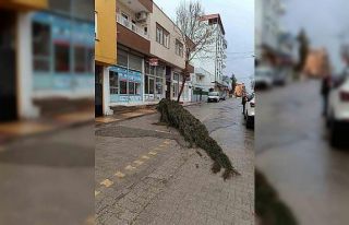 Kahta’da şiddetli rüzgar çam ağacını devirdi