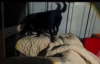 Kamyonet kasasında battaniyeyle saklanan 11 kilo...