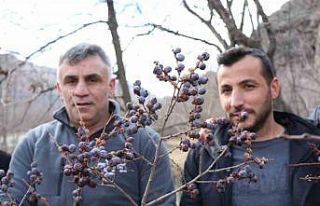 Kara hurmayı Şubat ayında dalından yiyorlar