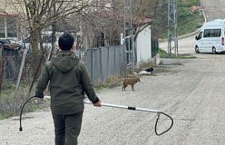 Karabük’te yerleşim yerine inen hasta çakal tedavi...