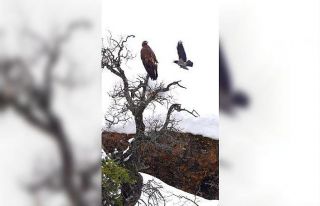 Karganın kartal ile tehlikeli oyunu kamerada