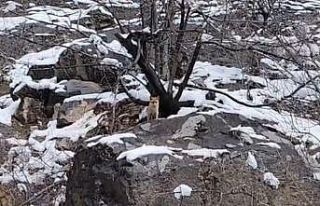 Karlar arasında yiyecek arayan tilki görüntülendi