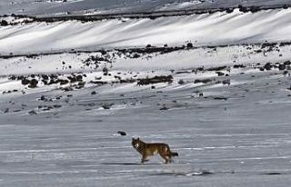 Kars’ta hareket halindeki aracı takip eden kurt...