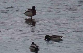 Kars’ta yaban hayatı şehre indi: Yeşilbaş ördeklerin...