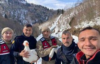 Kayıp kazlar üç gün sonra dere yatağında bulundu