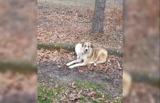 Kedi ve köpeğin dostluğu yüzleri güldürdü