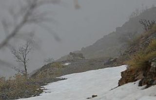 Kemaliye’de vaşak ve kızıl akbaba doğal yaşam...