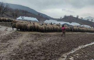 Kendisi küçük yüreği büyük: Minik Zeynep’in...