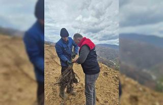 Kestane üretimi arttırılacak