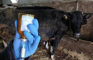 Kırklareli’nde büyükbaş hayvanlara şap aşısı