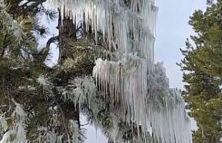 Kışın çetin şartları doğada şölen sundu