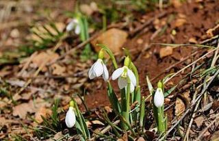 Konya’nın yüksek kesimlerinde kardelenler görücüye...