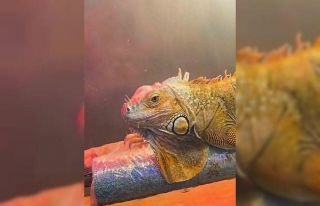 Koruma altındaki 3 hayvan Samsun’da ele geçirildi