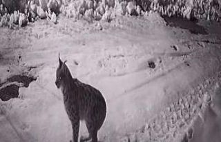 Köye inen aç kalan yabani hayvanlar güvenlik kameralarına...