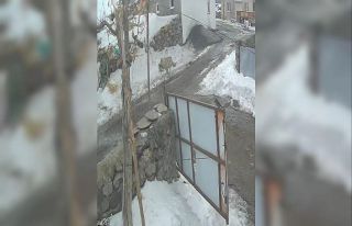 Köye inen kurt kaz sürüsüne saldırdı